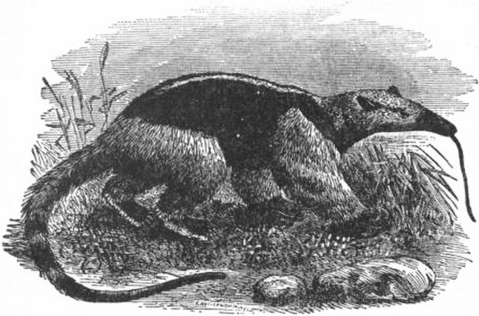 anteater image
